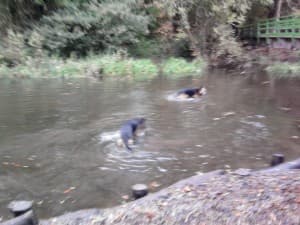 Tyson and his new friend — Unknown