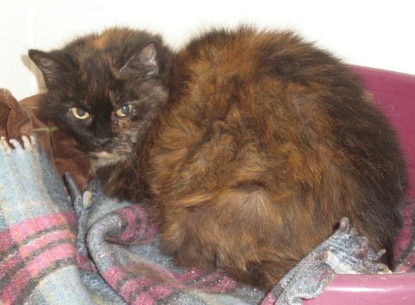 Henrietta — Unknown