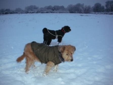 Beautiful Bella is having a ball — Unknown