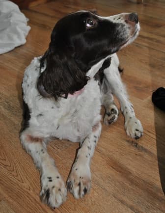 Sweet Molly Springer — Unknown