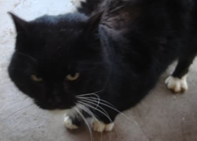 Tatty Cat — Unknown