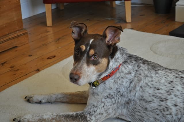 Dillon is everyone’s darling — Unknown