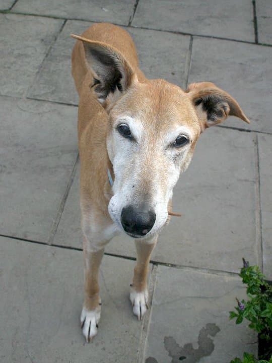 Smiling Sal — Unknown