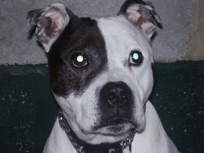 Billyboy — Unknown