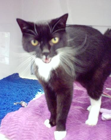 Mitzy – boy! — Unknown