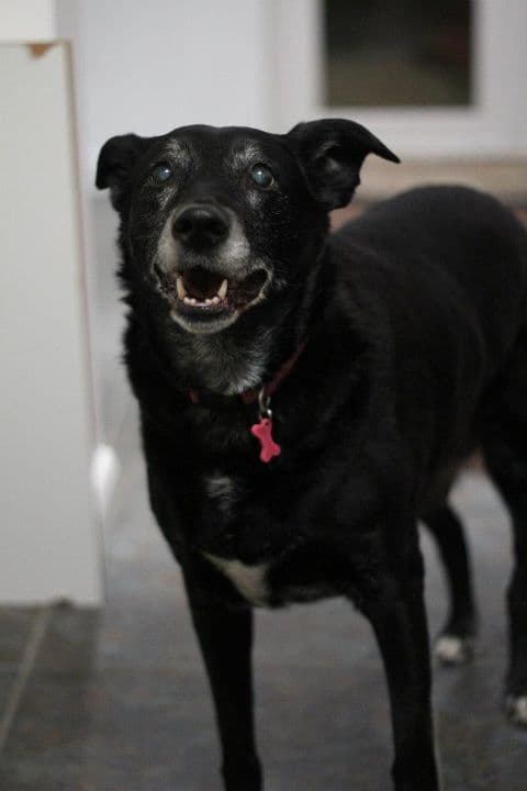 Smiling Rosie — Unknown