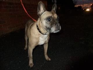 Joli Louis l’oldie — Unknown