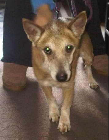 Sweet Sam — Unknown