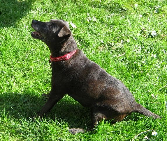 Pretty Peggy Patterpaws — Unknown