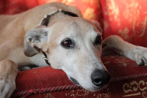 The Queen of Sheba — Unknown