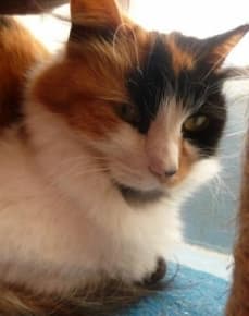 Hooli & Fluffy — Unknown