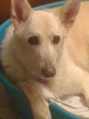 Beautiful Angel DeWhite — Unknown