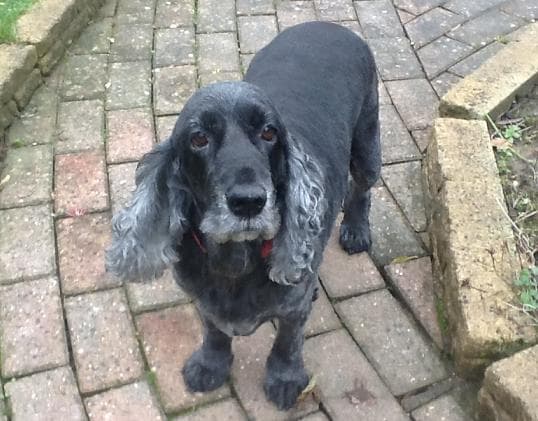 Jack Cocker — Unknown