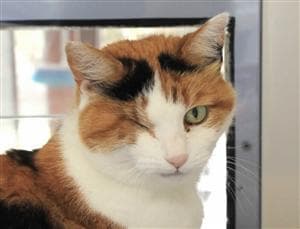 Bluebell — Unknown