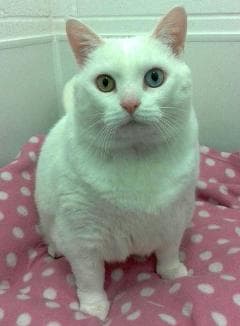 Oddball and Snowball — Unknown