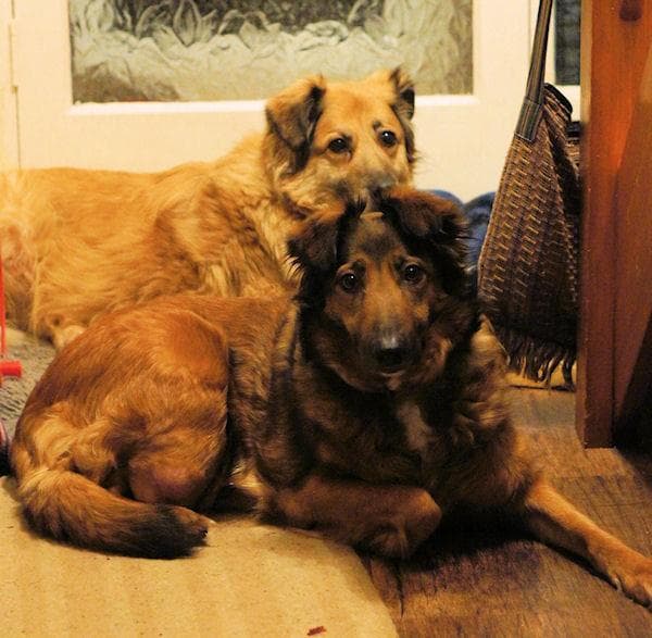 Amber Has Been Found — Unknown