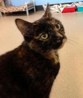 Cookie and Oakley — Unknown