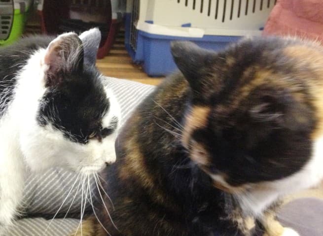 Gem and Fubsey — Unknown