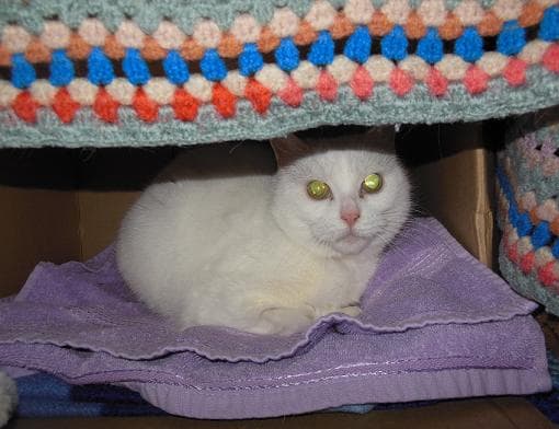 Snow Princess — Unknown