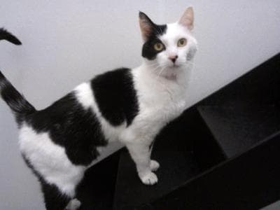 Rosa Mendez — Unknown