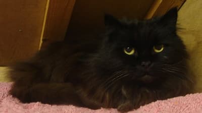 Lemmie – girl — Unknown