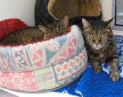 Little One and Fat Cat — Unknown