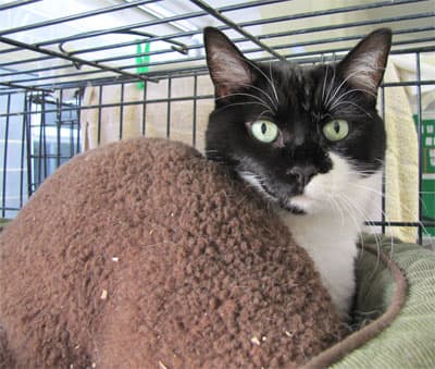 Miss Amelia — Unknown