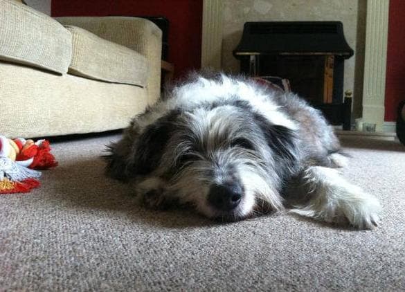 Twink – a shining star — Unknown