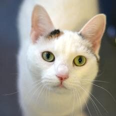 Star and Cream — Unknown