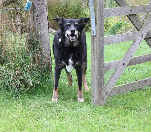 Happy Holly Longlegs — Unknown