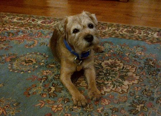 Border Terrier Sam — Unknown