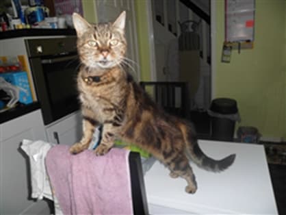 Ermintrude — Unknown