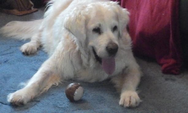 Golden Oldie Arnie — Unknown