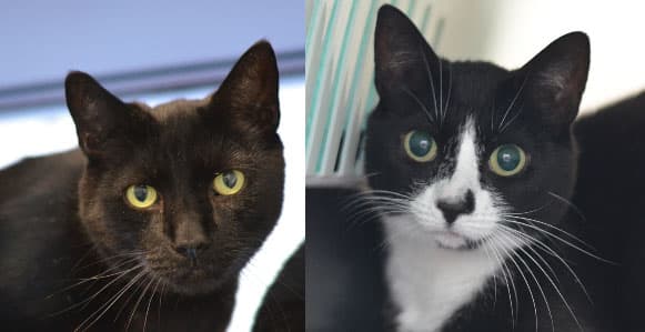 Coco and Romeo — Unknown