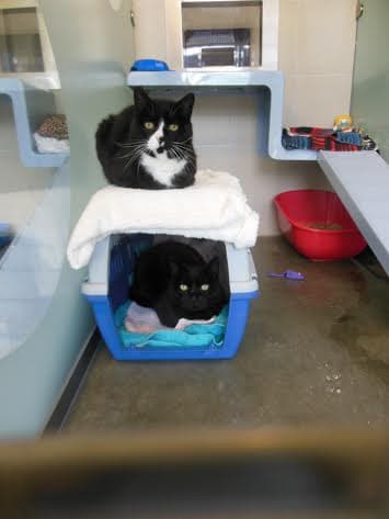 Harry and Fudge — Unknown