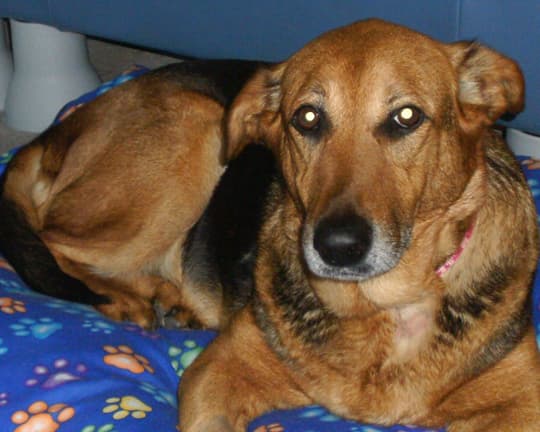 Sweet Sheena — Unknown