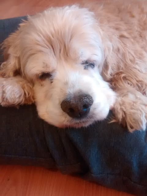 Lovely Leo — Unknown