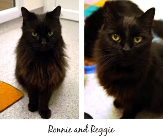 Ronnie and Reggie — Unknown