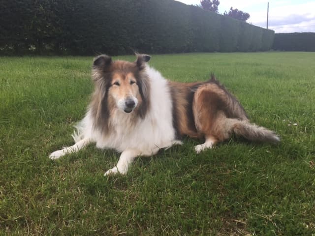 Collie Princess Kate reaches her teens — Unknown