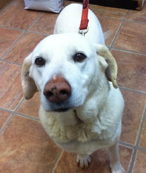 Shiva (“Sheeva”) — Unknown