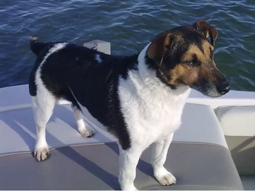 Sweet little Milo — Unknown