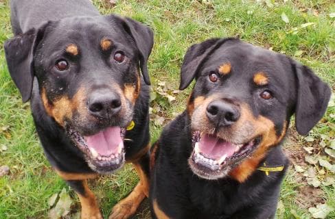 Chester and Oscar — Unknown