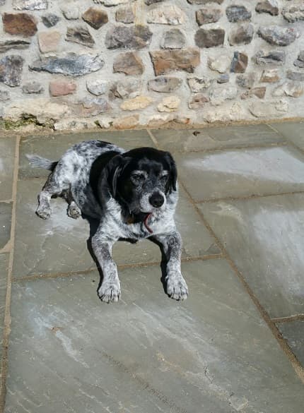 Swimming Sam the Australian bedwarmer — Unknown