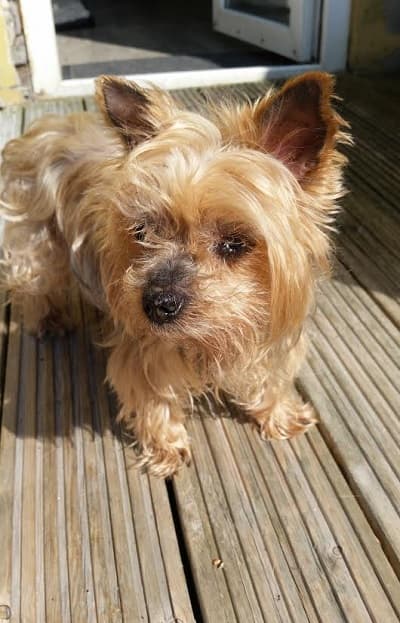 Little Mitzy Pickle Fluff — Unknown