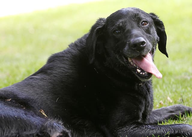 Darling Darcy — Unknown