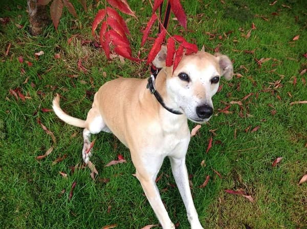 Fabulous Flash! — Unknown