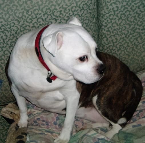 Fabulous Florence — Unknown