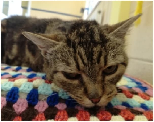 Milly Moo — Unknown