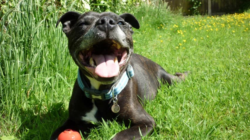 Happy Staffie Pip — Unknown