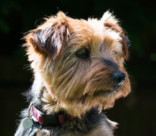 Sweet Little Candy! — Unknown